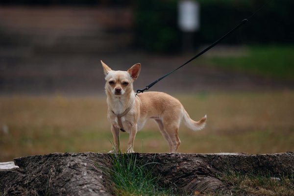 Discover Tranquility: How Art Therapy Revolutionizes Stress Relief for Pregnant Women Across the UK